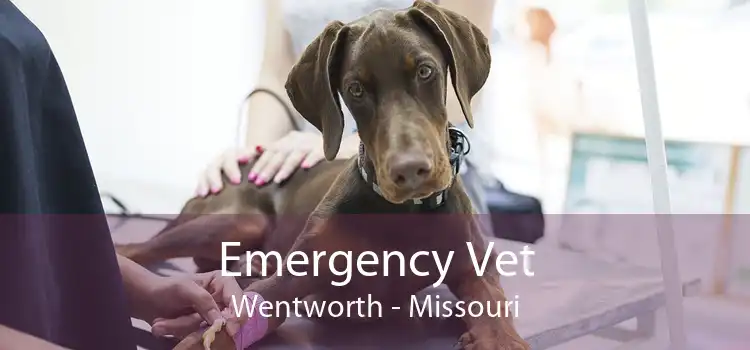 Emergency Vet Wentworth - Missouri
