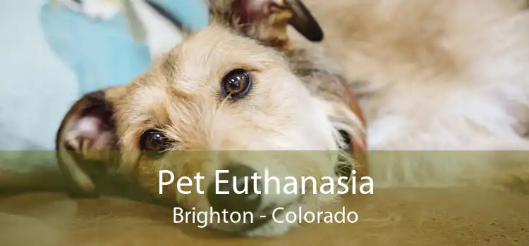 Pet Euthanasia Brighton - Colorado