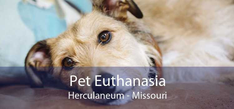 Pet Euthanasia Herculaneum - Missouri