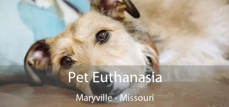 Pet Euthanasia Maryville - Missouri