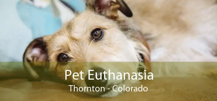 Pet Euthanasia Thornton - Colorado