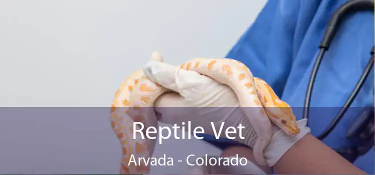Reptile Vet Arvada - Colorado