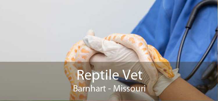 Reptile Vet Barnhart - Missouri
