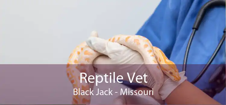 Reptile Vet Black Jack - Missouri