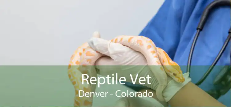 Reptile Vet Denver - Colorado