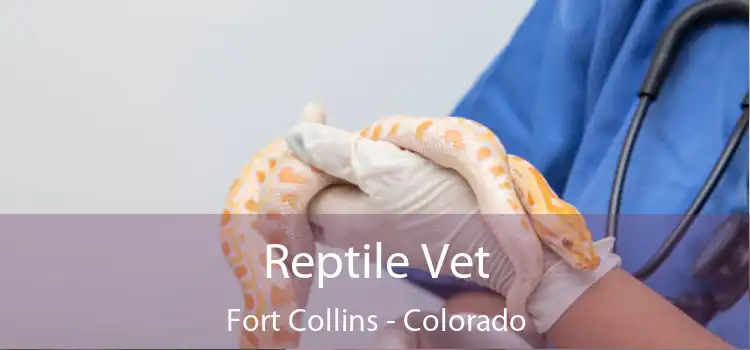 Reptile Vet Fort Collins - Colorado
