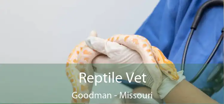 Reptile Vet Goodman - Missouri