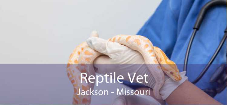 Reptile Vet Jackson - Missouri