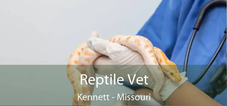 Reptile Vet Kennett - Missouri