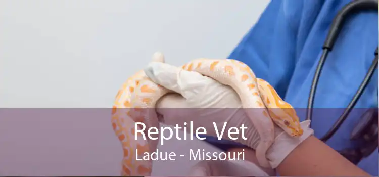 Reptile Vet Ladue - Missouri