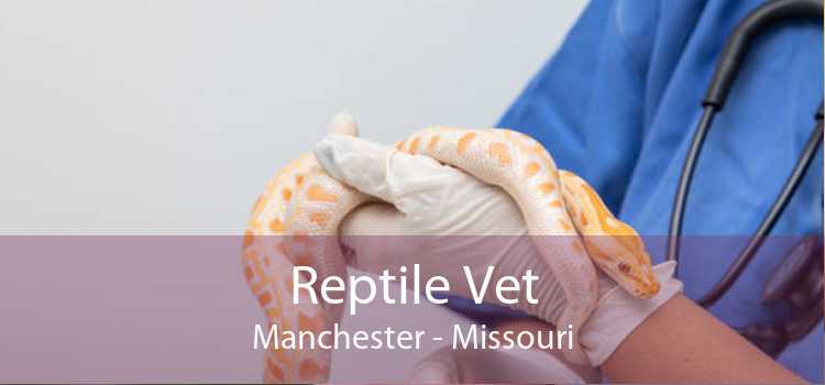 Reptile Vet Manchester - Missouri