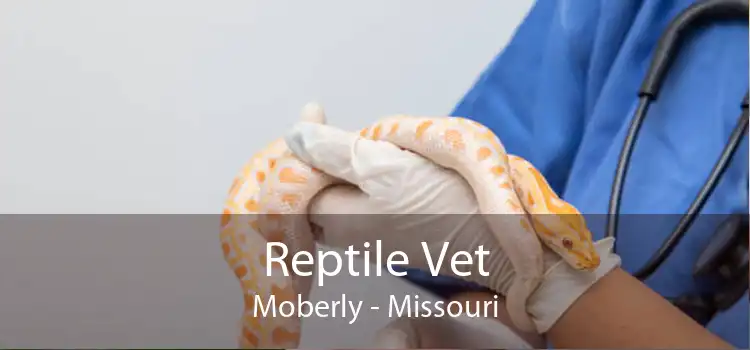 Reptile Vet Moberly - Missouri