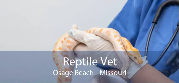 Reptile Vet Osage Beach - Missouri