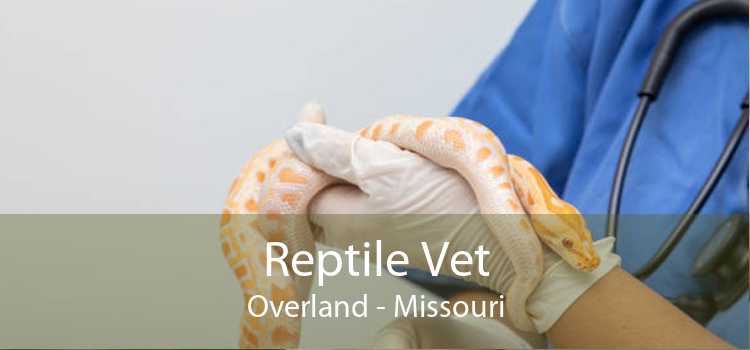 Reptile Vet Overland - Missouri