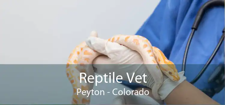 Reptile Vet Peyton - Colorado