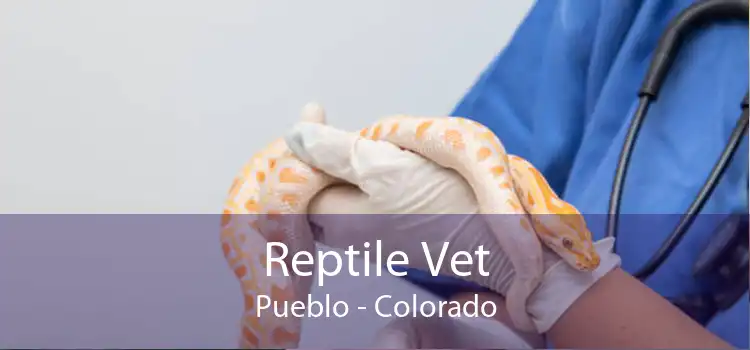 Reptile Vet Pueblo - Colorado