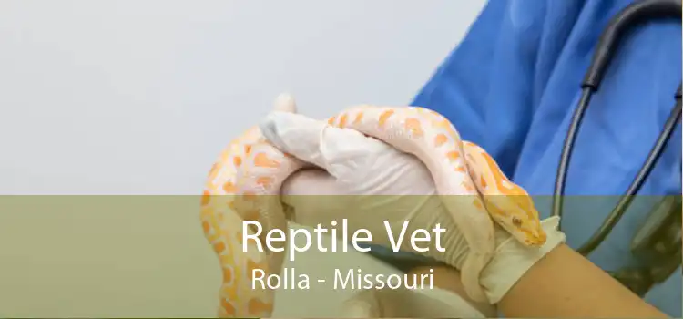Reptile Vet Rolla - Missouri