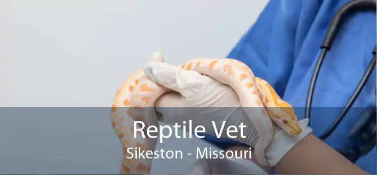 Reptile Vet Sikeston - Missouri