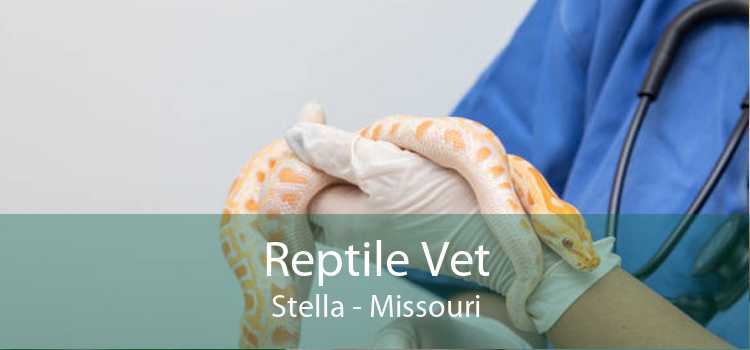 Reptile Vet Stella - Missouri