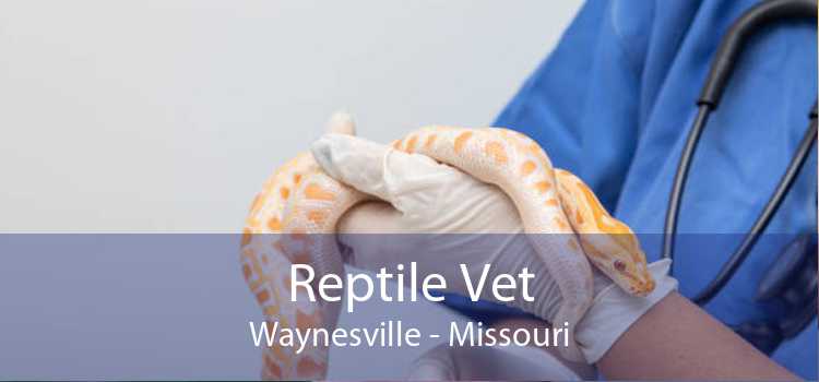 Reptile Vet Waynesville - Missouri