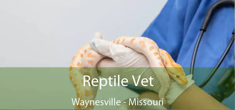 Reptile Vet Waynesville - Missouri