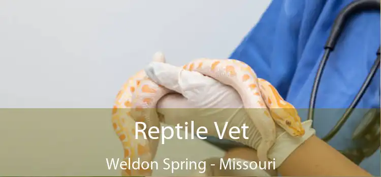 Reptile Vet Weldon Spring - Missouri