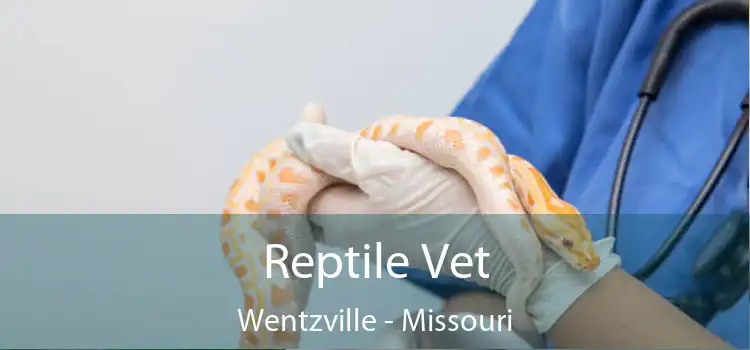 Reptile Vet Wentzville - Missouri