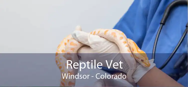 Reptile Vet Windsor - Colorado