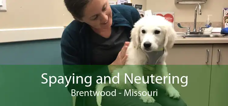 Spaying and Neutering Brentwood - Missouri