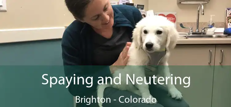 Spaying and Neutering Brighton - Colorado