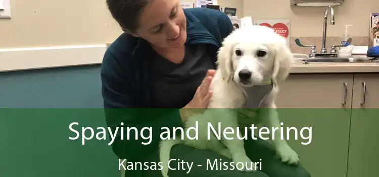 Spaying and Neutering Kansas City - Missouri
