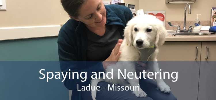 Spaying and Neutering Ladue - Missouri