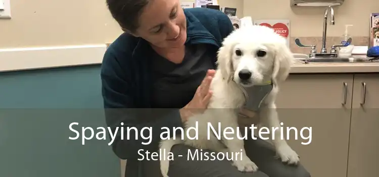 Spaying and Neutering Stella - Missouri
