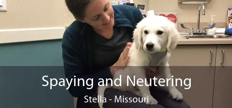 Spaying and Neutering Stella - Missouri