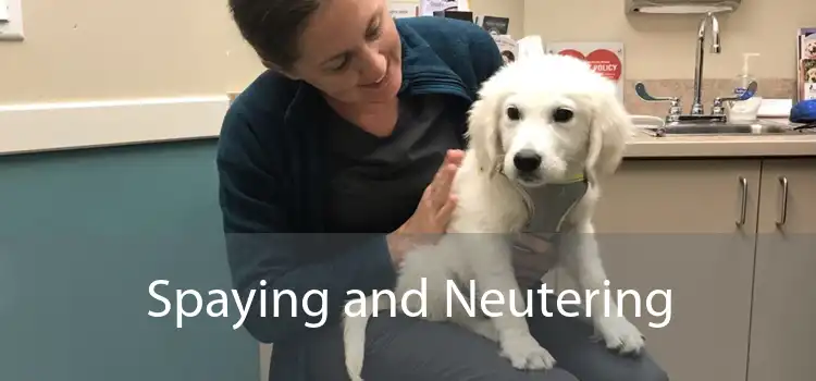 Spaying and Neutering