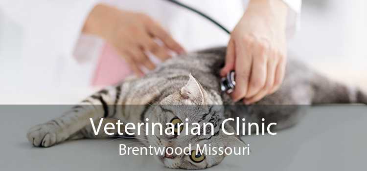 Veterinarian Clinic Brentwood Missouri