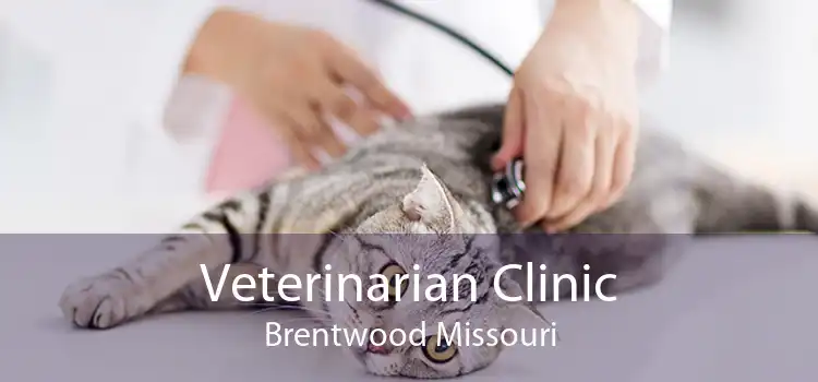 Veterinarian Clinic Brentwood Missouri