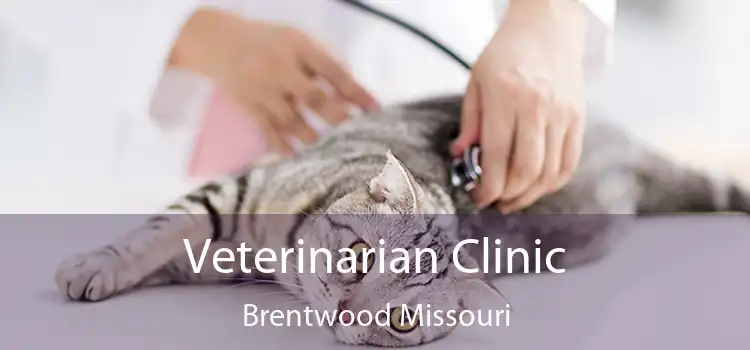 Veterinarian Clinic Brentwood Missouri
