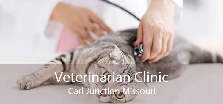 Veterinarian Clinic Carl Junction Missouri
