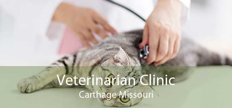 Veterinarian Clinic Carthage Missouri