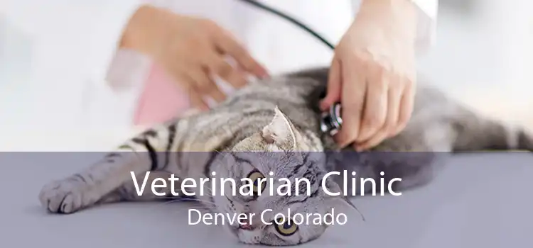 Veterinarian Clinic Denver Colorado