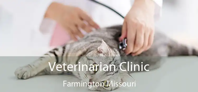 Veterinarian Clinic Farmington Missouri