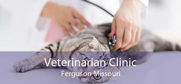 Veterinarian Clinic Ferguson Missouri