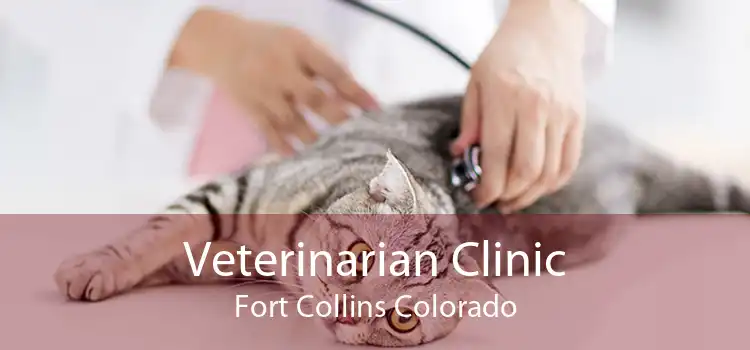 Veterinarian Clinic Fort Collins Colorado