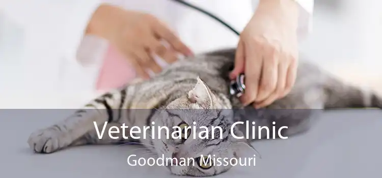Veterinarian Clinic Goodman Missouri