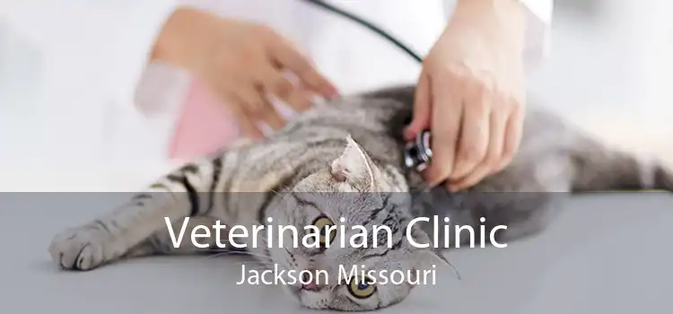 Veterinarian Clinic Jackson Missouri