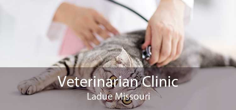 Veterinarian Clinic Ladue Missouri