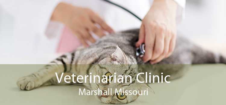 Veterinarian Clinic Marshall Missouri