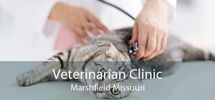 Veterinarian Clinic Marshfield Missouri