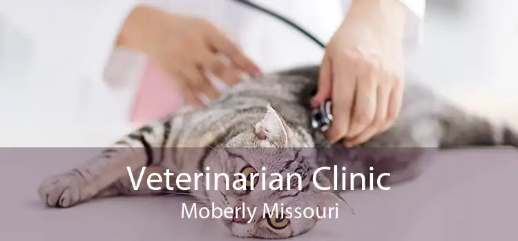 Veterinarian Clinic Moberly Missouri